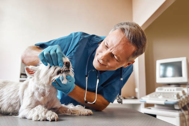 Best 24-Hour Emergency Dental Care in Union Park, FL